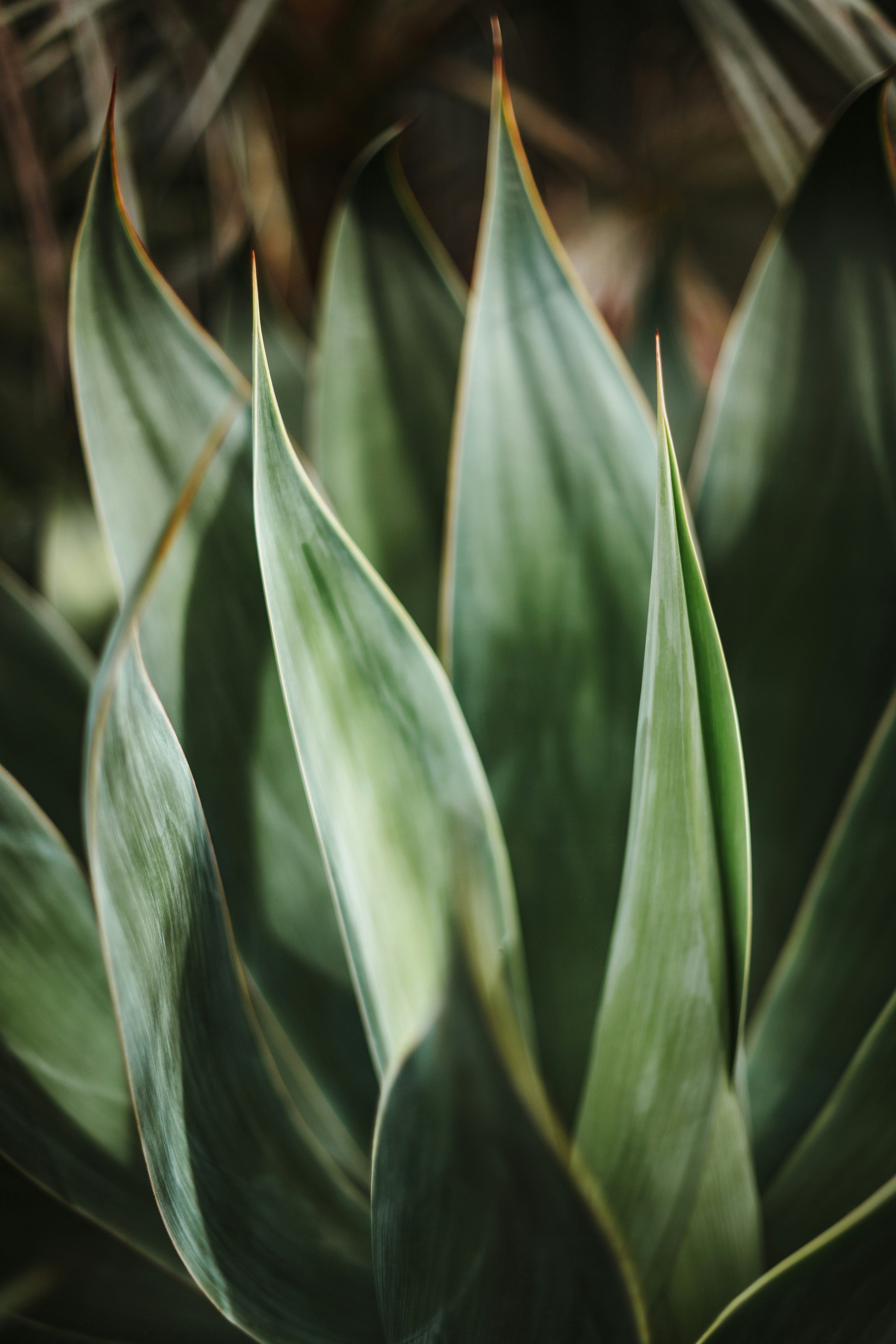 Clean botanical detail in soft natural light